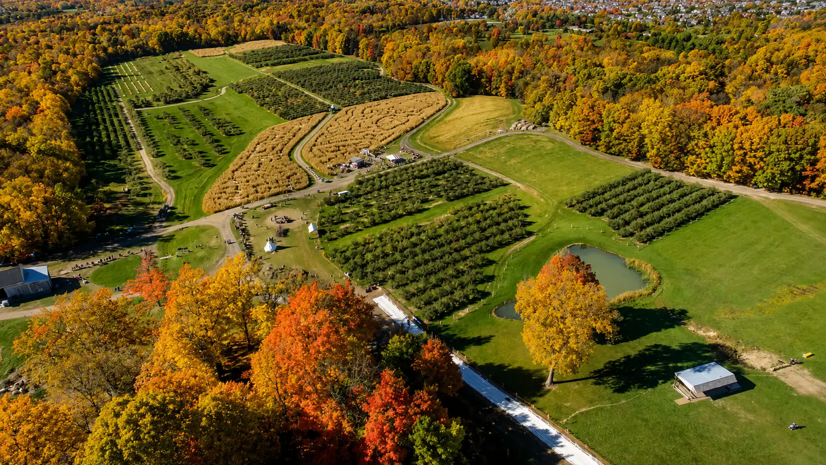 Mapleside Farms from above, orchards and hills in autumn